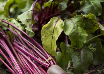 garden beetroot